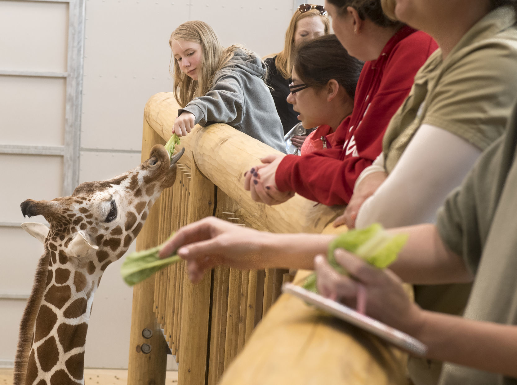 Lincoln Children's Zoo final preview